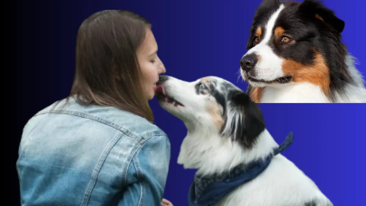 क्या है India में एक Australian Shepherd के मालिक की Cost