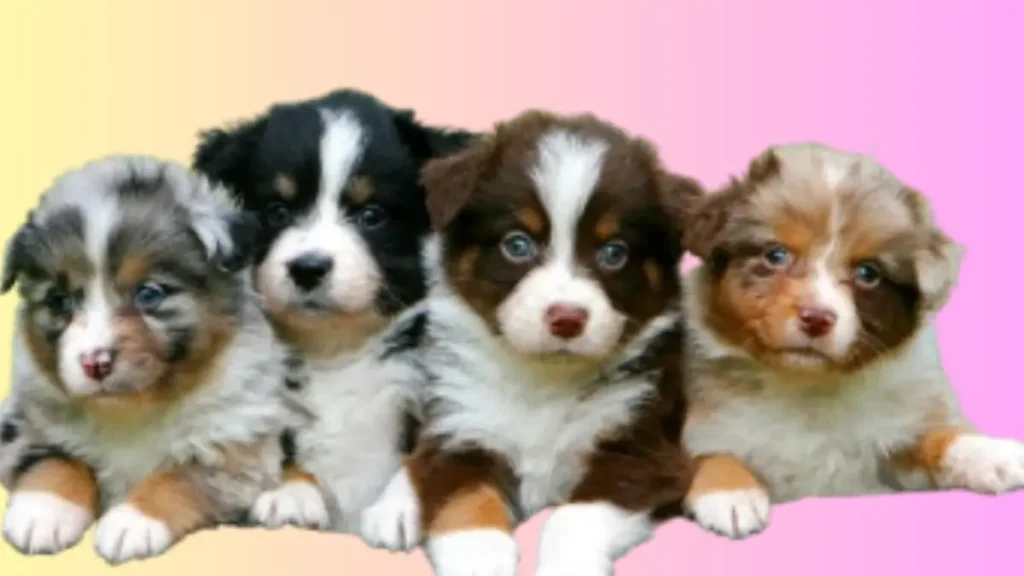 Australian Shepherd Puppy Price in India