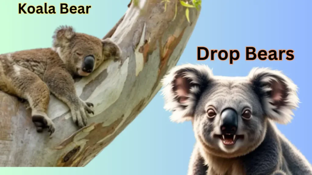 Drop Bear Vs Koala