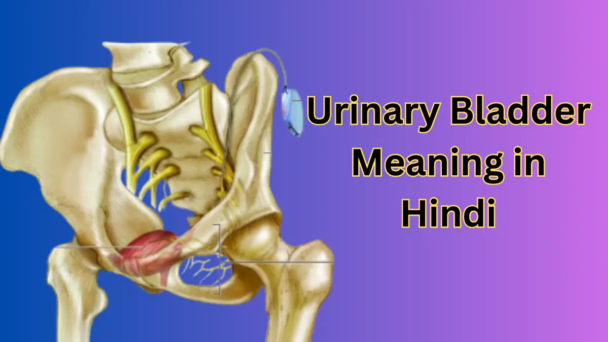 Urinary Bladder Meaning in Hindi